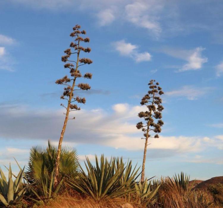 Cortijo Los Garridos - 8 Huespedes Fernan Perez Ngoại thất bức ảnh